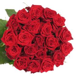 Rose rot Testarossa 60cm