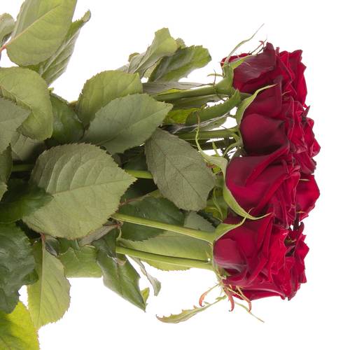 Rose rot Testarossa 60cm