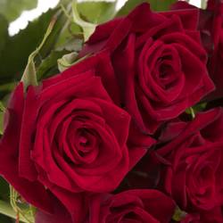 Rose rot Testarossa 60cm