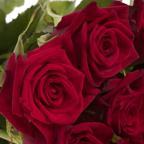 Rose rot Testarossa 60cm