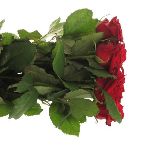 Rose rot Testarossa 80cm