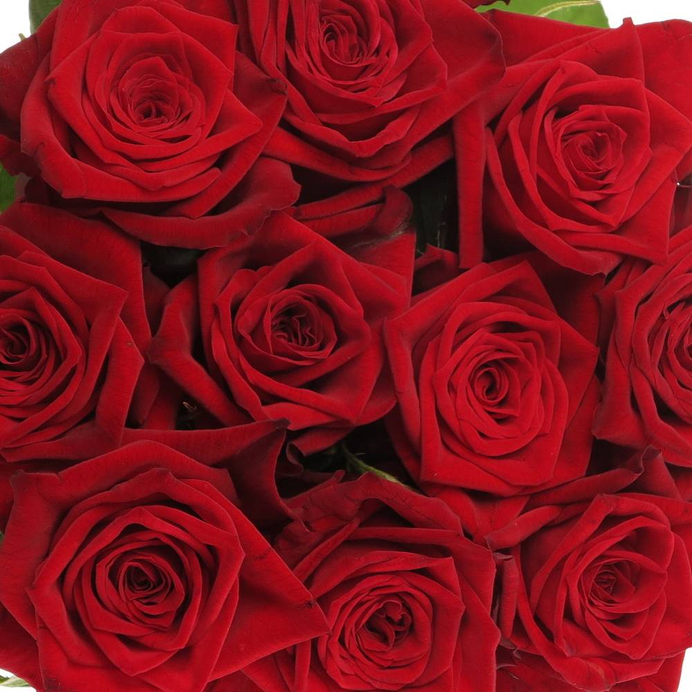 Rose rot Testarossa 80cm