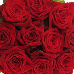 Rose rot Testarossa 80cm