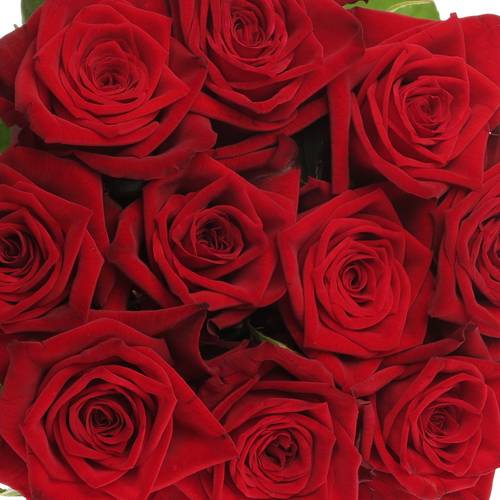 Rose rot Testarossa 80cm