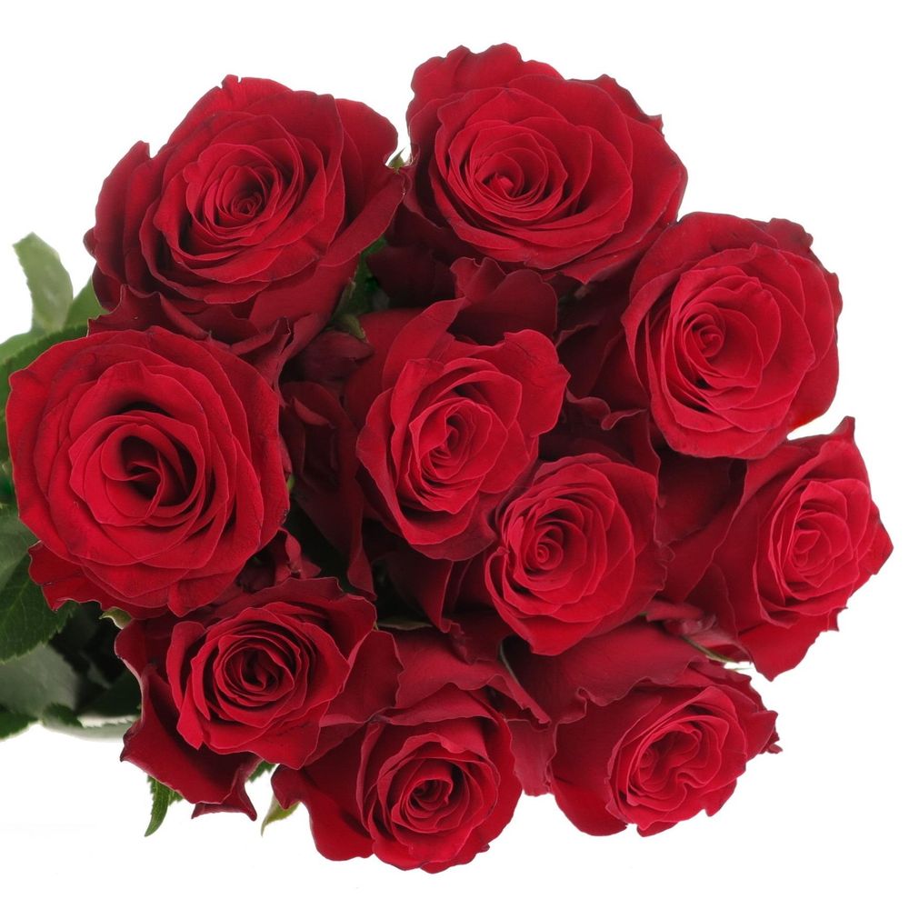 Rose rot Rhodos     40cm