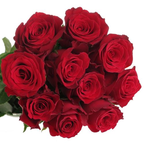 Rose rot Rhodos     40cm