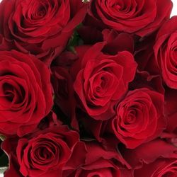 Rose rot Rhodos     40cm