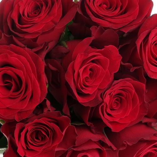 Rose rot Rhodos     40cm