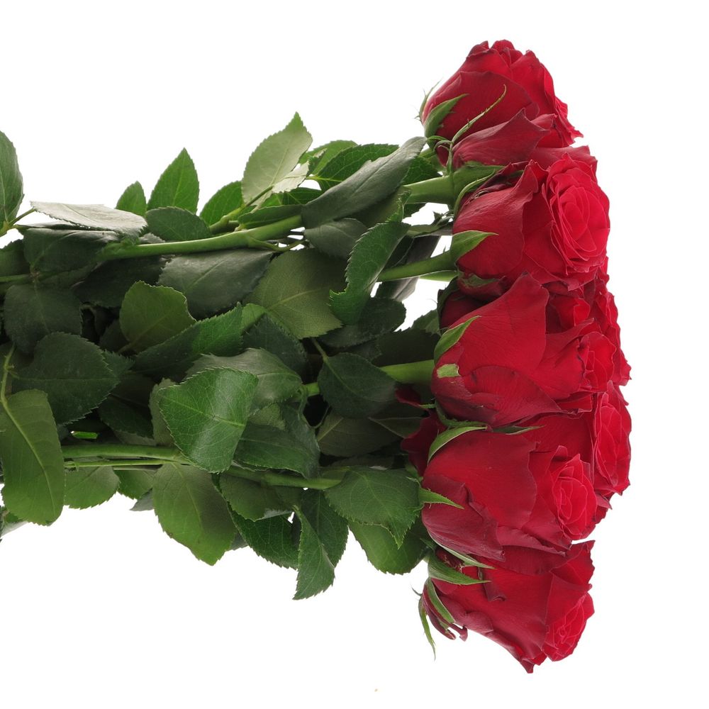 Rose rot Rhodos     40cm