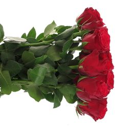 Rose rot Rhodos     40cm