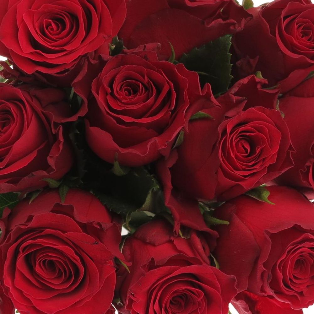 Rose rot Rhodos     70cm