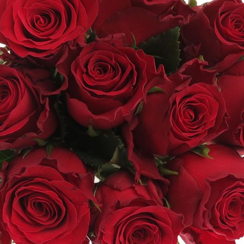 Rose rot Rhodos     70cm