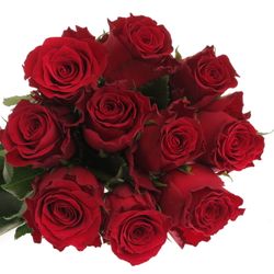 Rose rot Rhodos     70cm