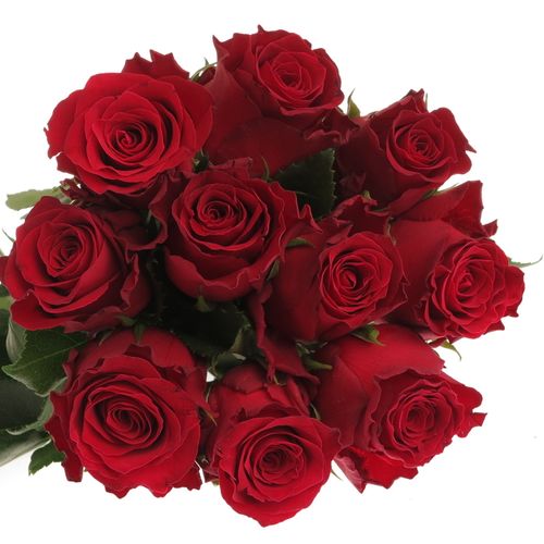 Rose rot Rhodos     70cm