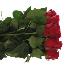 Rose rot Rhodos     70cm