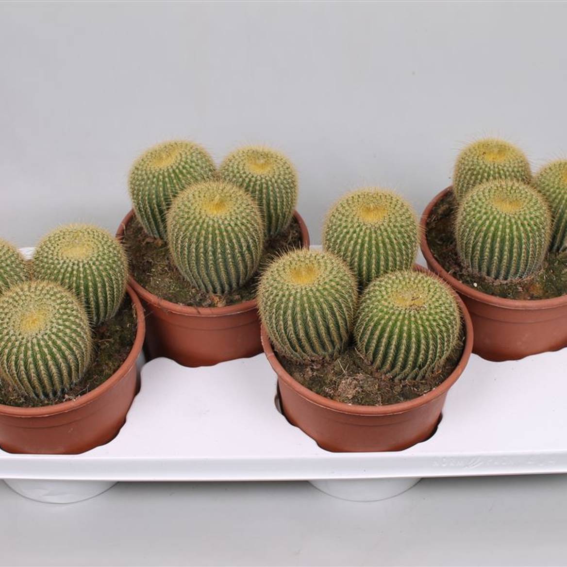 Kaktus Leninghau T17 H25 (Kakteen) | Heyl - Blumengrohandel /  Floristikgrohandel