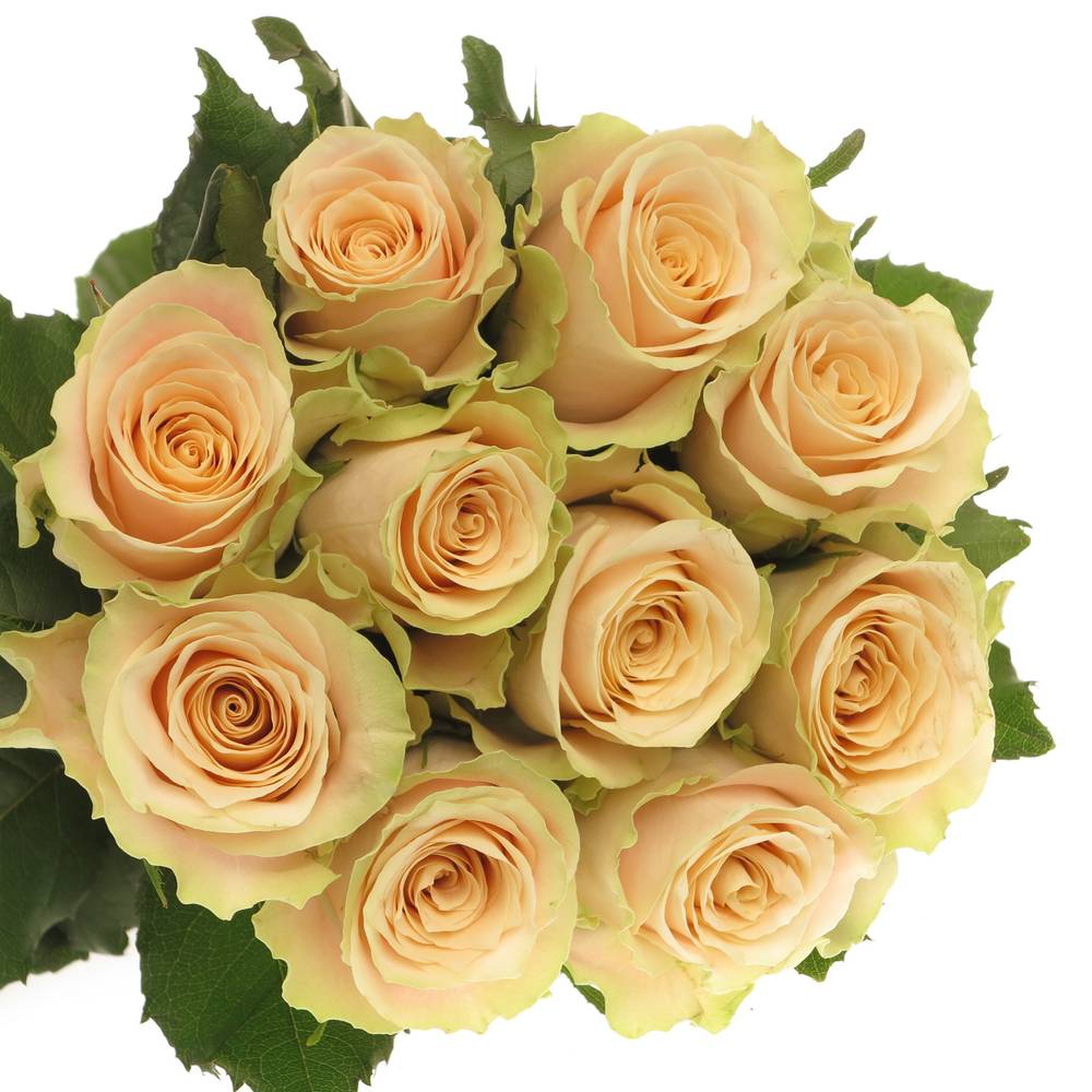 Rose creme Charmant 70cm