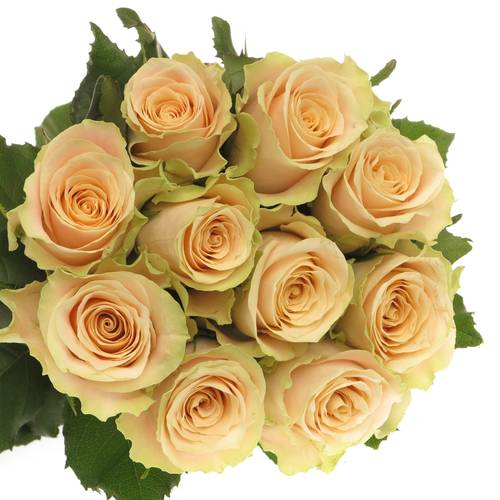 Rose creme Charmant 70cm