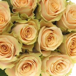 Rose creme Charmant 70cm