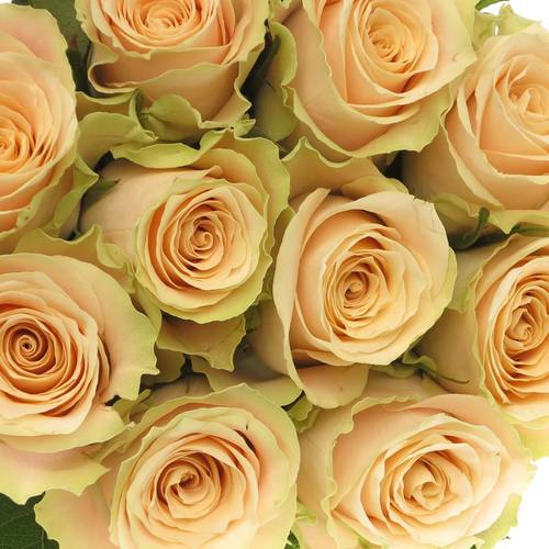 Rose creme Charmant 70cm