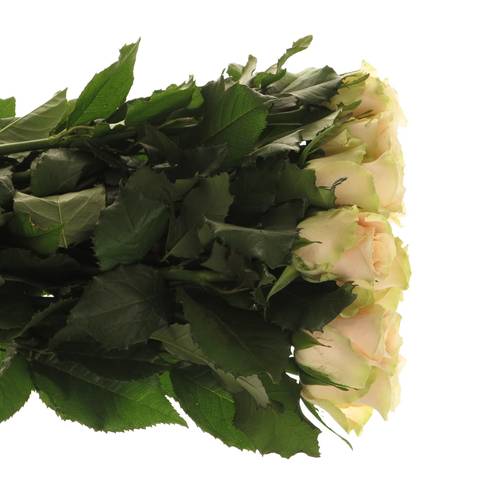 Rose creme Charmant 70cm