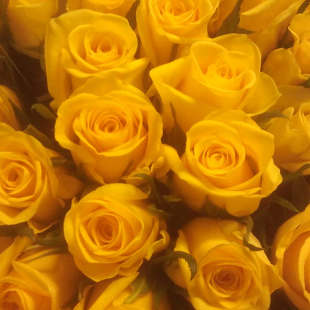 Rose gelb Moonwalk  70cm