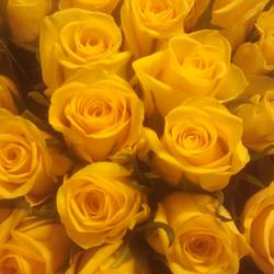 Rose gelb Moonwalk  70cm