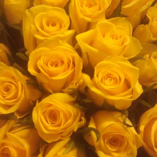 Rose gelb Moonwalk  70cm