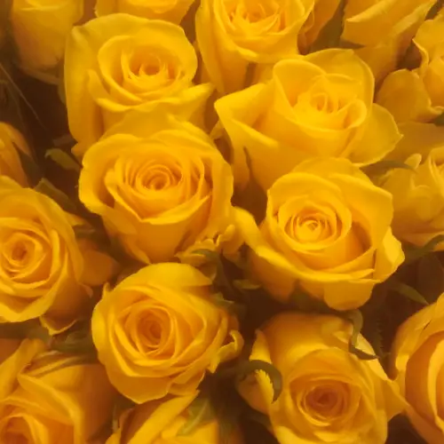 Rose gelb Moonwalk  70cm