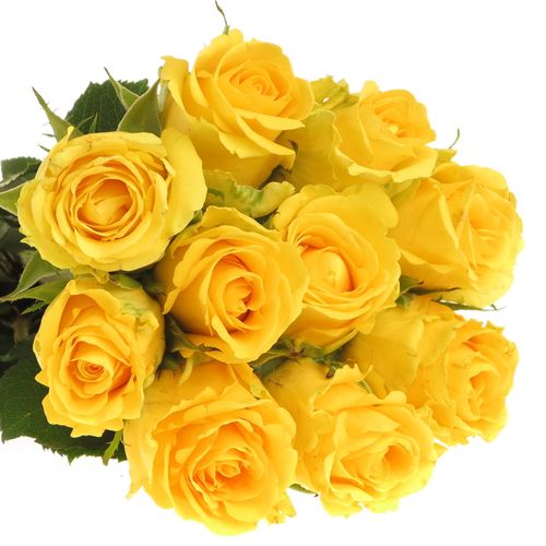 Rose gelb Penny Lane 35cm