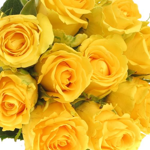 Rose gelb Penny Lane 35cm