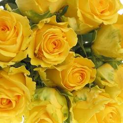 Rose gelb Penny Lane 60cm