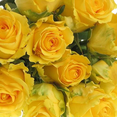 Rose gelb Penny Lane 60cm