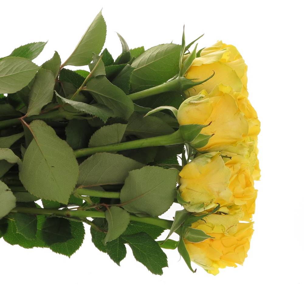 Rose gelb Penny Lane 60cm