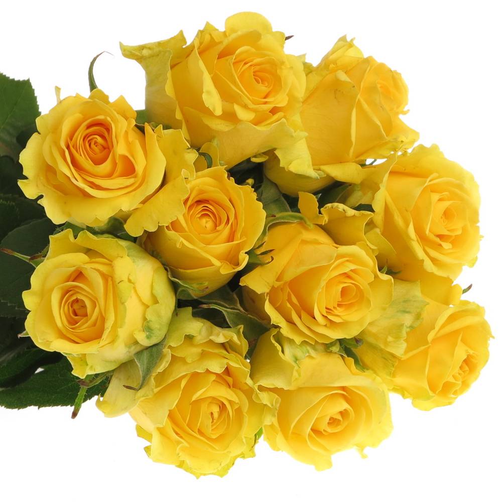 Rose gelb Penny Lane 60cm