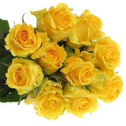 Rose gelb Penny Lane 60cm