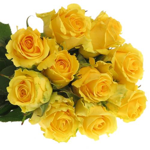 Rose gelb Penny Lane 60cm