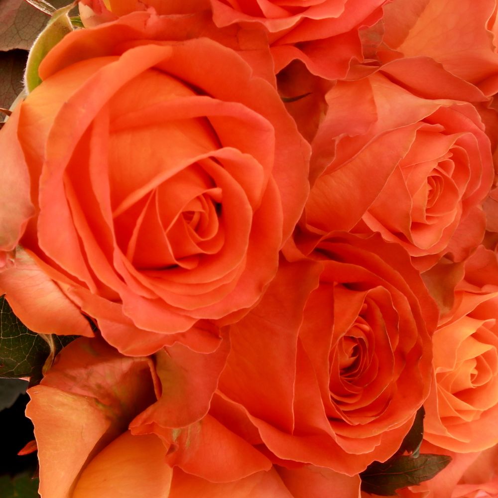 Rose orange Clarence 80cm