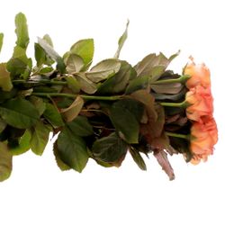 Rose orange Clarence 80cm