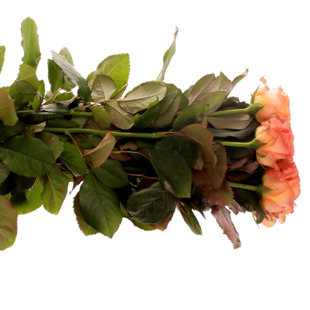 Rose orange Clarence 80cm