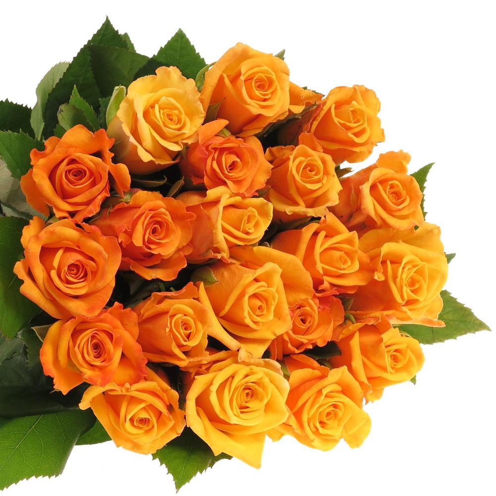 Rose orange Feurio 50cm