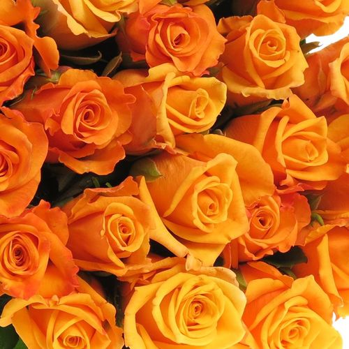 Rose orange Feurio 50cm