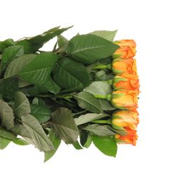Rose orange Feurio 50cm