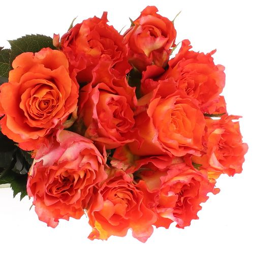 Rose orange Free Spirit 60cm Gefullt
