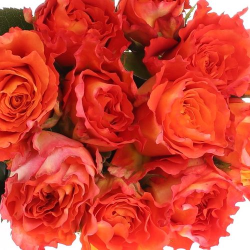 Rose orange Free Spirit 60cm Gefullt