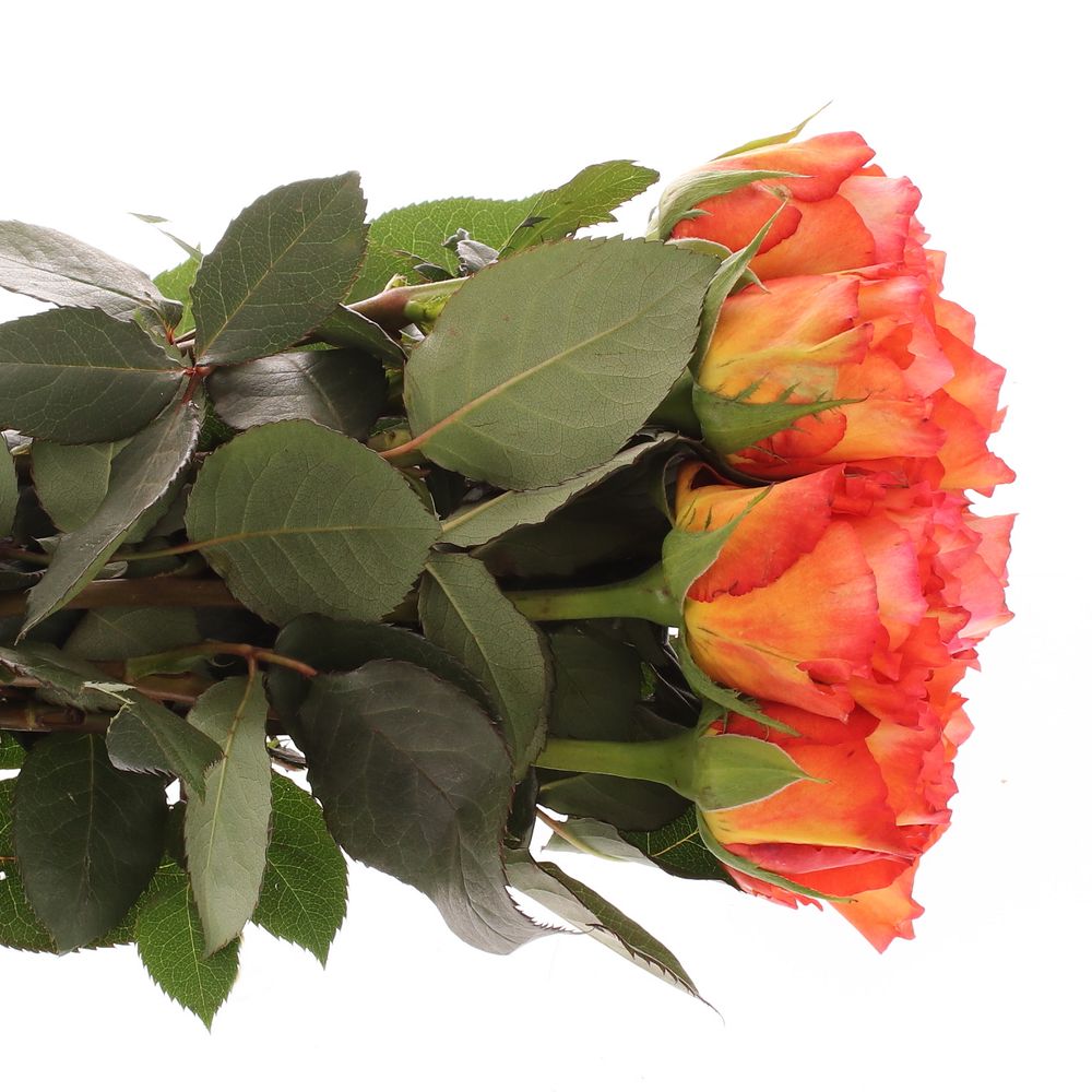 Rose orange Free Spirit 60cm Gefullt