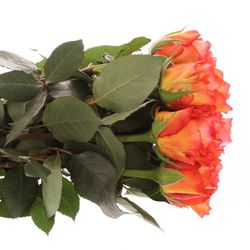 Rose orange Free Spirit 60cm Gefullt