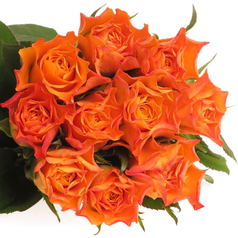 Rose orange Marie Claire 60cm