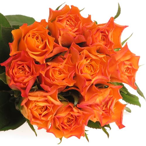 Rose orange Marie Claire 60cm