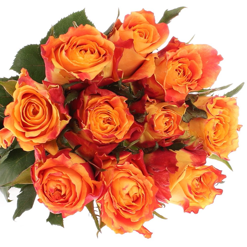 Rose orange/rot Silantoi 60cm